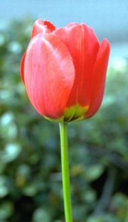 red tulip