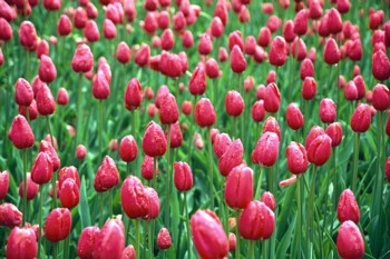 tulip field