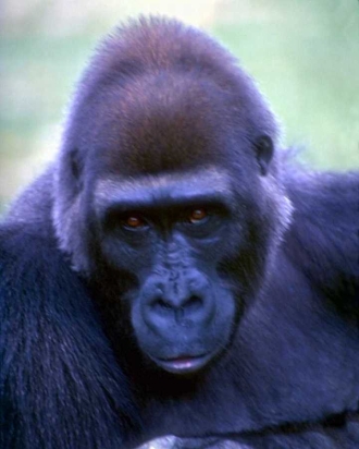 Inspiration Eye Candy ape?  They're really sweet animals.