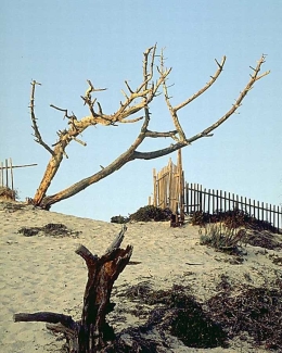 desert tree