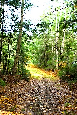 path through woods