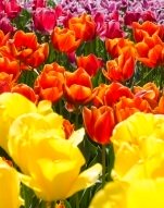 yellow tulips