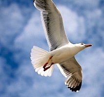 soaring seagul